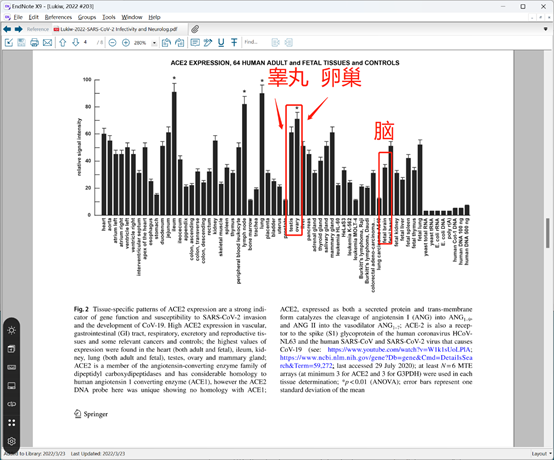 图3 ACE2受体在不同组织细胞相对表达量