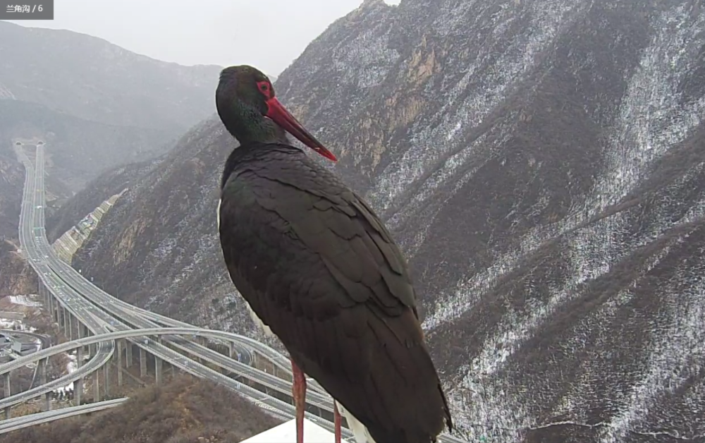 （松山国家级自然保护区管理处供图）