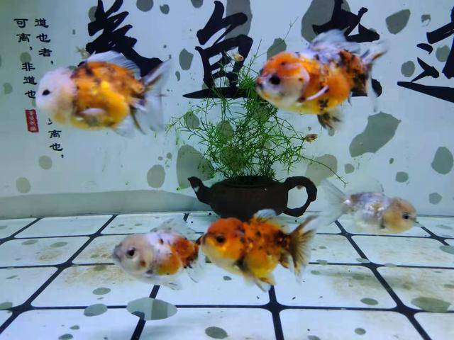 观赏鱼患上白点病 水霉病了 腹水了吗 为什么不看看它的状态 金鱼 新浪新闻