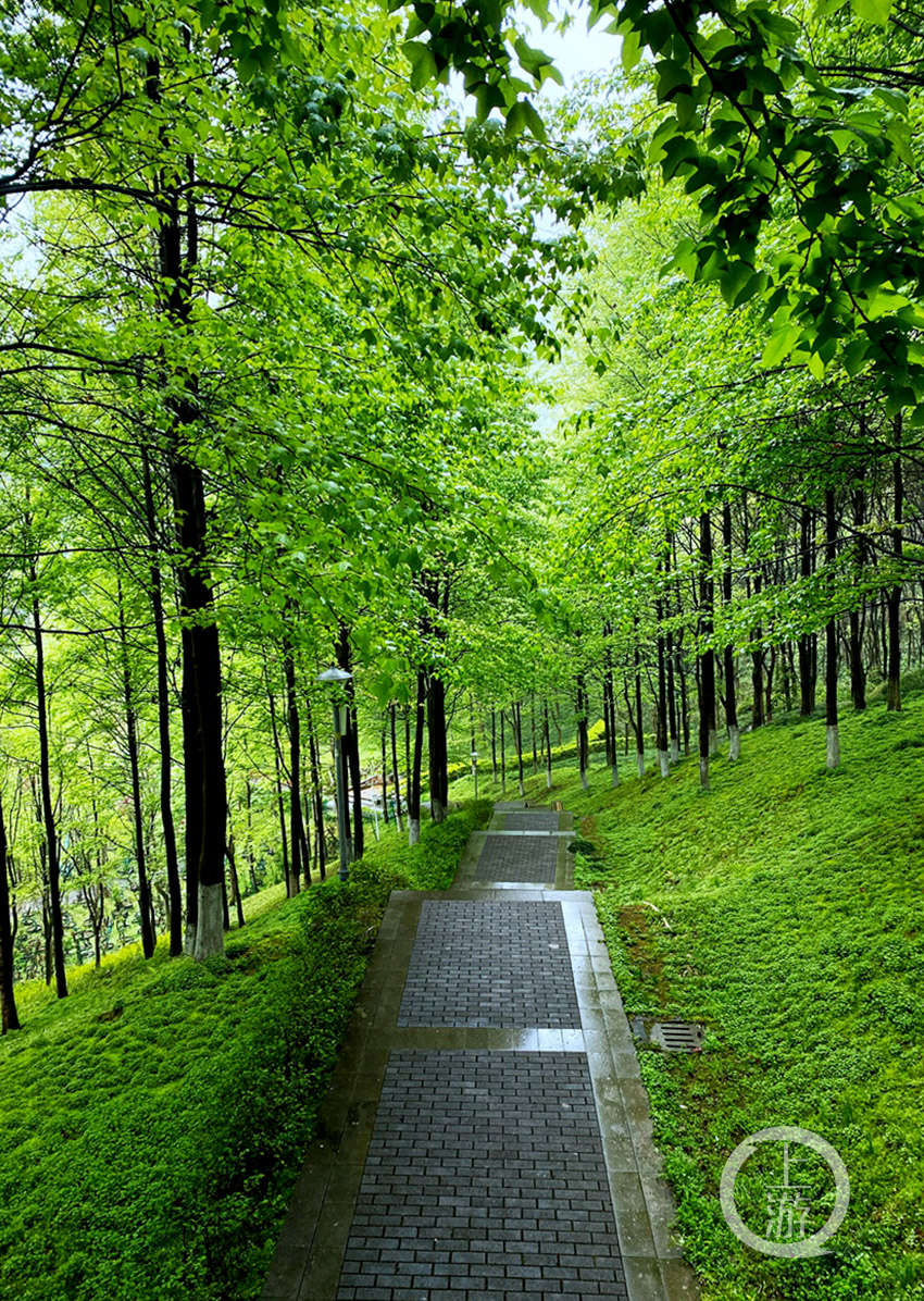 重庆涪陵:"创森"见成效 我们的家园"绿"意盎然|森林公园_新浪新闻