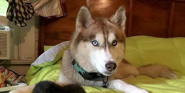 二哈竟然当起了7只小奶猫的妈妈?动物可能远超我们想象中的善良!休闲区蓝鸢梦想 - Www.slyday.coM 二哈竟然当起了7只小奶猫的妈妈?动物可能远超我们想象中的善良!休闲区蓝鸢梦想 - Www.slyday.coM