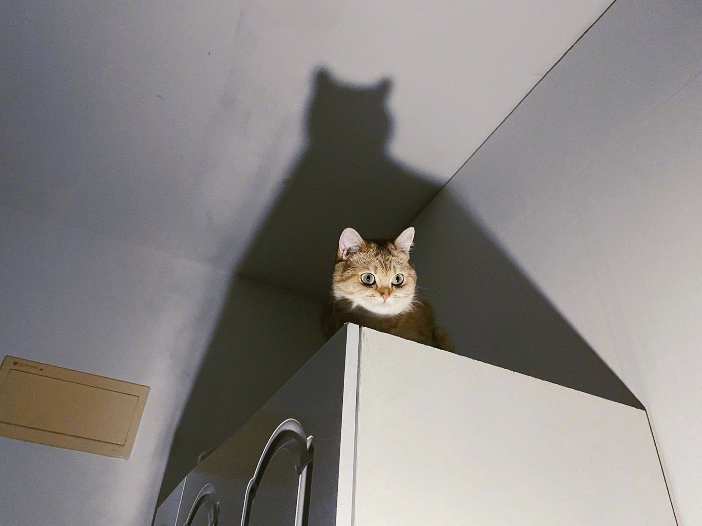 其实我的真实身份是——蝙蝠侠!|蝙|蝠|猫猫_新浪新闻