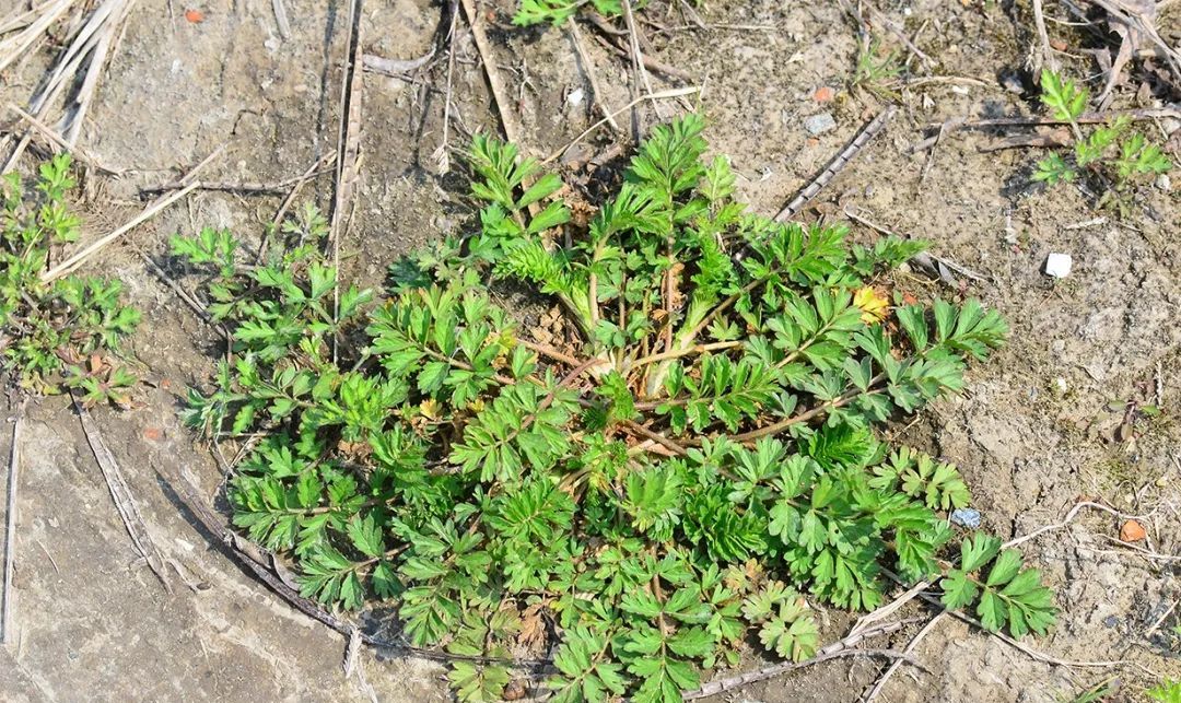 委陵菜|鸡毛|野菜_新浪新闻