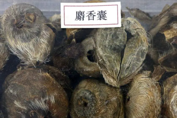 麝香是什么动物身上的哪个部位成熟雄麝鹿自香囊分泌