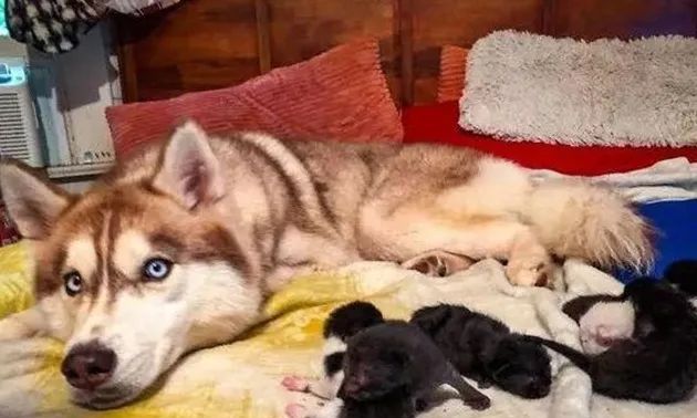 二哈竟然当起了7只小奶猫的妈妈?动物可能远超我们想象中的善良!休闲区蓝鸢梦想 - Www.slyday.coM 二哈竟然当起了7只小奶猫的妈妈?动物可能远超我们想象中的善良!休闲区蓝鸢梦想 - Www.slyday.coM