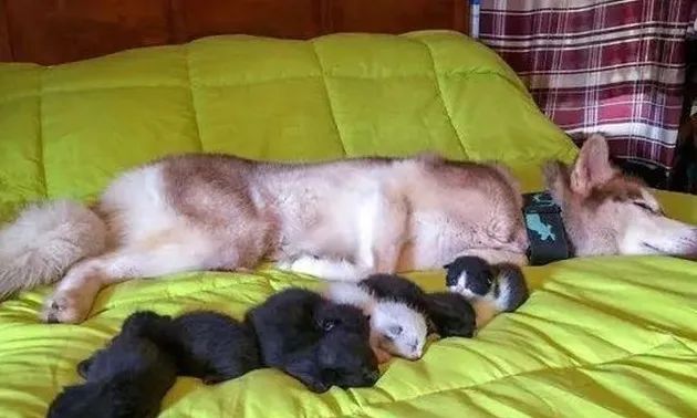 二哈竟然当起了7只小奶猫的妈妈?动物可能远超我们想象中的善良!休闲区蓝鸢梦想 - Www.slyday.coM 二哈竟然当起了7只小奶猫的妈妈?动物可能远超我们想象中的善良!休闲区蓝鸢梦想 - Www.slyday.coM