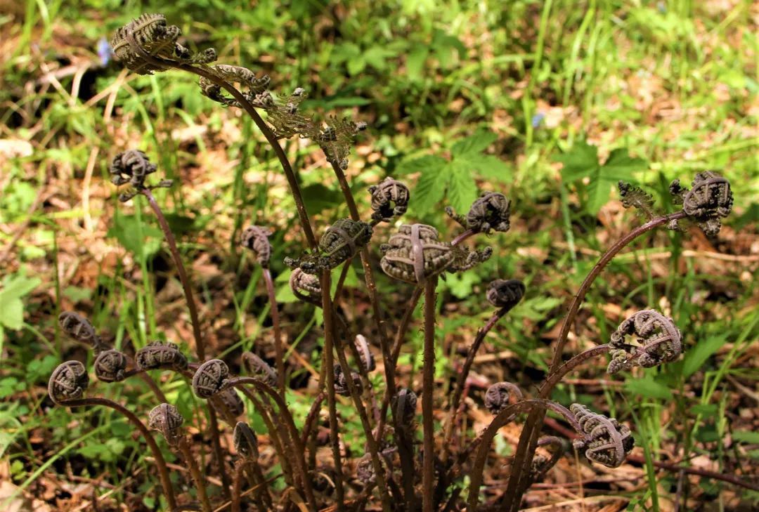 这野菜长得像猴腿被称为山珍之王你家乡若有请重视起来