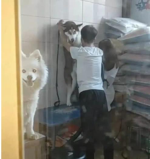 把二哈送去宠物店冼澡,30分钟后一看,主人笑喷:被壁咚了休闲区蓝鸢梦想 - Www.slyday.coM 把二哈送去宠物店冼澡,30分钟后一看,主人笑喷:被壁咚了休闲区蓝鸢梦想 - Www.slyday.coM