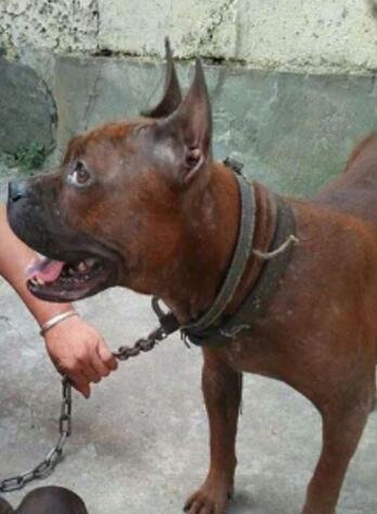 捡回来的流浪狗是名犬就已经让人惊喜,没想到惊喜之余还有惊喜休闲区蓝鸢梦想 - Www.slyday.coM 捡回来的流浪狗是名犬就已经让人惊喜,没想到惊喜之余还有惊喜休闲区蓝鸢梦想 - Www.slyday.coM