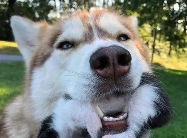 二哈竟然当起了7只小奶猫的妈妈?动物可能远超我们想象中的善良!休闲区蓝鸢梦想 - Www.slyday.coM 二哈竟然当起了7只小奶猫的妈妈?动物可能远超我们想象中的善良!休闲区蓝鸢梦想 - Www.slyday.coM