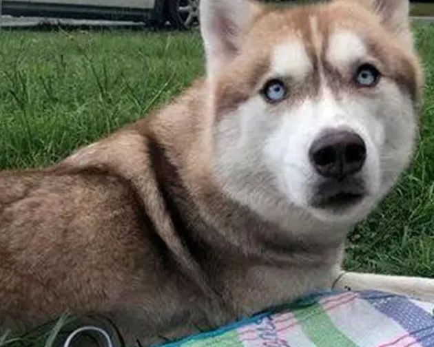 二哈竟然当起了7只小奶猫的妈妈?动物可能远超我们想象中的善良!休闲区蓝鸢梦想 - Www.slyday.coM 二哈竟然当起了7只小奶猫的妈妈?动物可能远超我们想象中的善良!休闲区蓝鸢梦想 - Www.slyday.coM