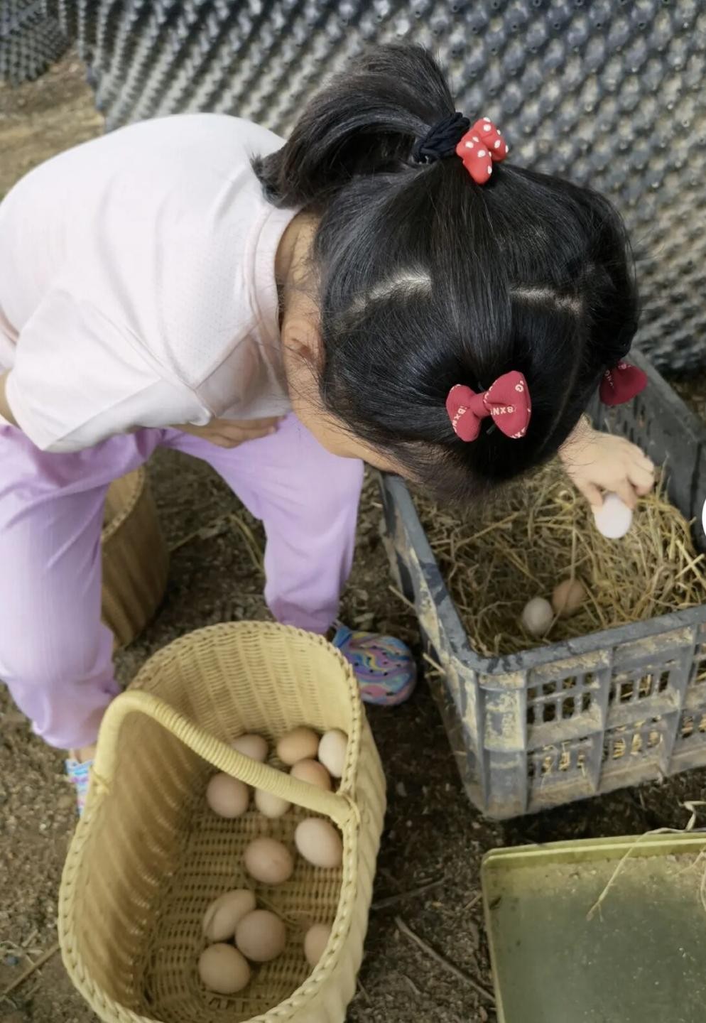 王楠带娃体验农村生活亲自下地摘花生俩娃蹲地上捡鸡蛋不嫌脏