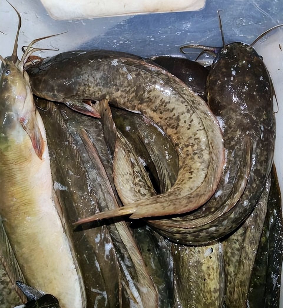 鲶鱼|革胡子鲶|藕塘_新浪新闻