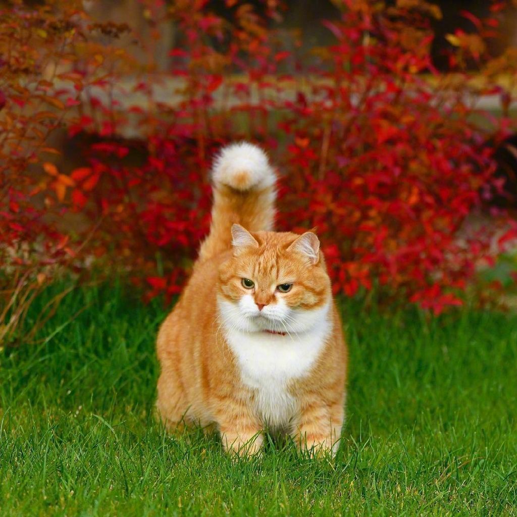 大橘cutegingercat
