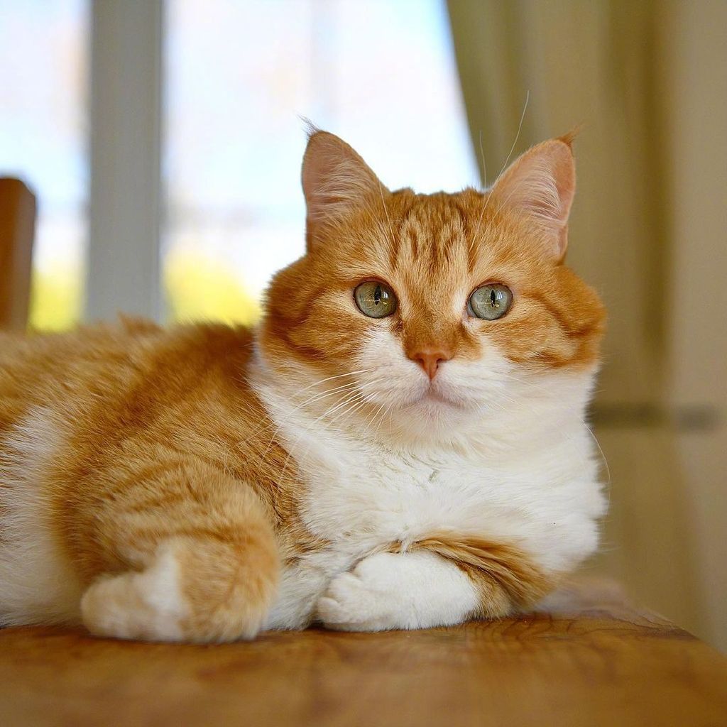 大橘cutegingercat