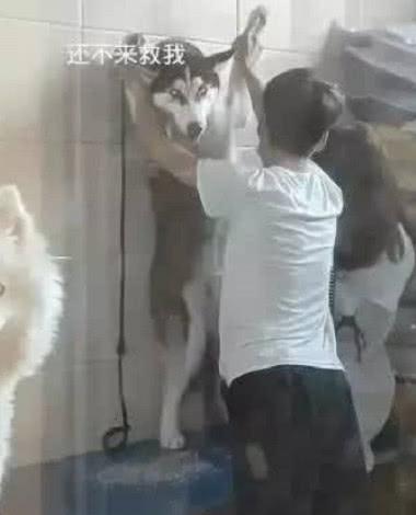 把二哈送去宠物店冼澡,30分钟后一看,主人笑喷:被壁咚了休闲区蓝鸢梦想 - Www.slyday.coM 把二哈送去宠物店冼澡,30分钟后一看,主人笑喷:被壁咚了休闲区蓝鸢梦想 - Www.slyday.coM