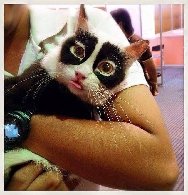 黑眼圈这么重,一看就不是什么正经的喵|猫_新浪新闻