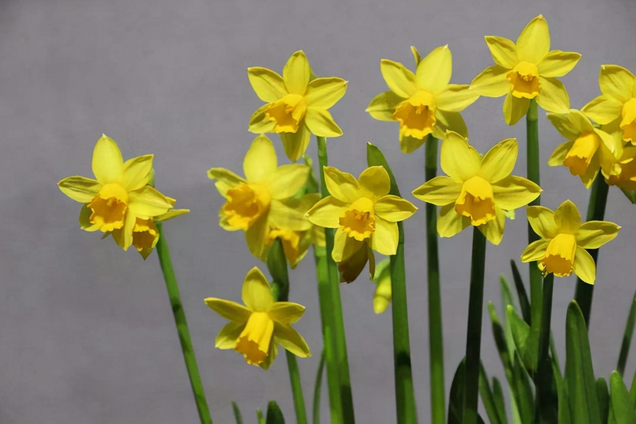 不要放过这6种球茎花卉,个顶个的漂亮,看下您养过几种__财经头条