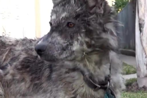 救下满身皮肤病的狗狗时义无反顾,但当它颜值恢复,却有点后悔休闲区蓝鸢梦想 - Www.slyday.coM 救下满身皮肤病的狗狗时义无反顾,但当它颜值恢复,却有点后悔休闲区蓝鸢梦想 - Www.slyday.coM