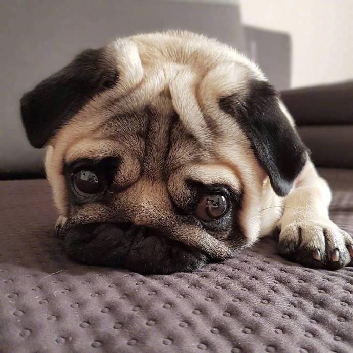 一只看起来总是很难过很丧的狗狗