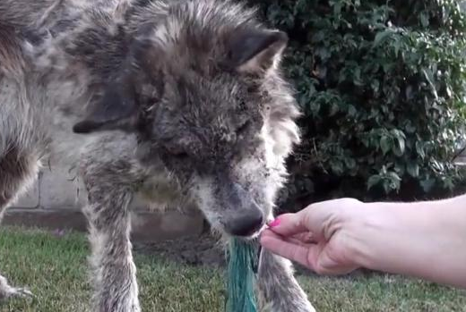 救下满身皮肤病的狗狗时义无反顾,但当它颜值恢复,却有点后悔休闲区蓝鸢梦想 - Www.slyday.coM 救下满身皮肤病的狗狗时义无反顾,但当它颜值恢复,却有点后悔休闲区蓝鸢梦想 - Www.slyday.coM