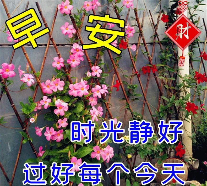 特别漂亮的早安祝福动态图片大全温馨早安问候心语