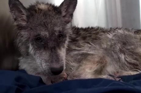 救下满身皮肤病的狗狗时义无反顾,但当它颜值恢复,却有点后悔休闲区蓝鸢梦想 - Www.slyday.coM 救下满身皮肤病的狗狗时义无反顾,但当它颜值恢复,却有点后悔休闲区蓝鸢梦想 - Www.slyday.coM