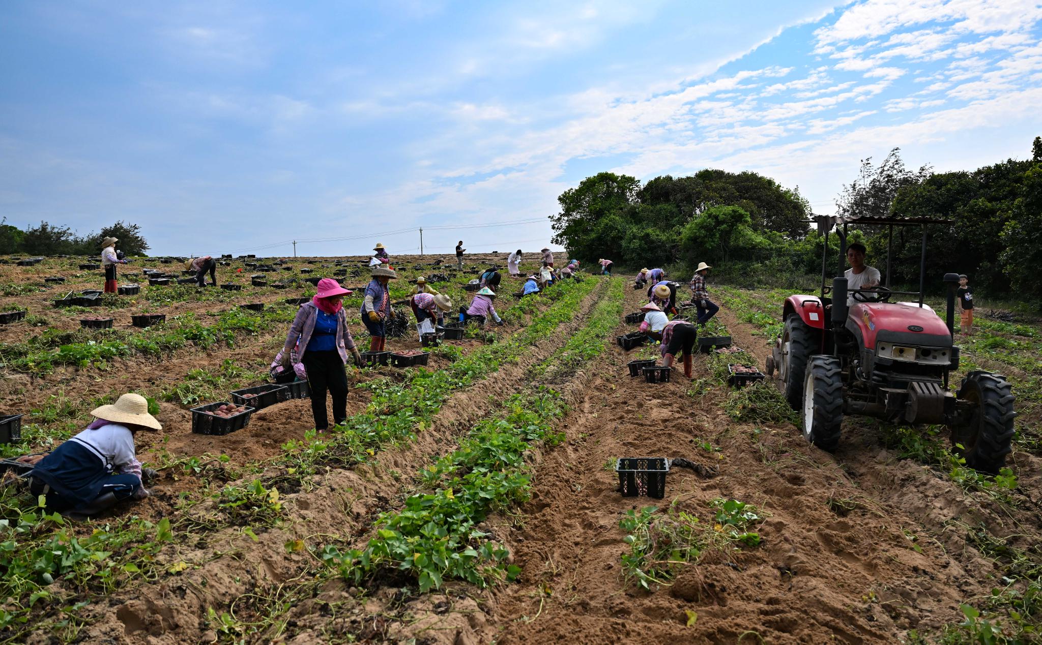 海南文昌春天的收获