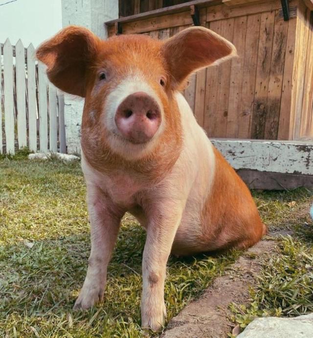 巴西美女网红的心肝宝贝竟是一只宠物猪放弃公寓搬到乡下住