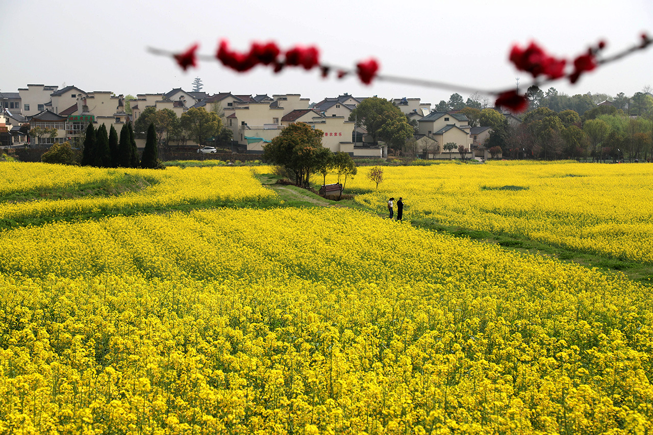 高淳桠溪畅游油菜花海乐享明媚春光