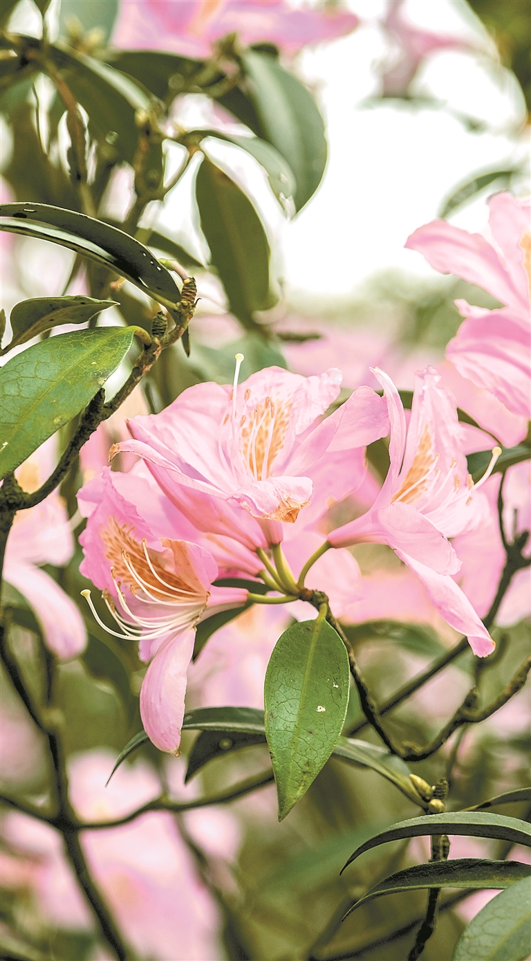 毛棉杜鹃开 邀你云共赏|杜鹃花_新浪新闻