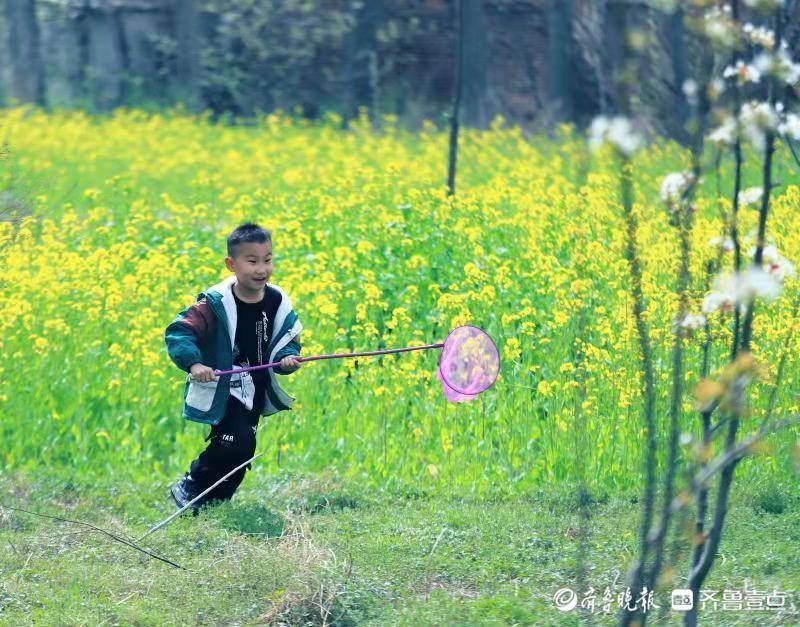 儿童急走追黄蝶飞入菜花无处寻