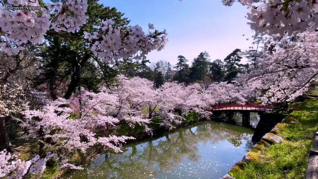 青森县弘前公园今年4月23日~5月5日开樱花祭……|樱花_新浪新闻