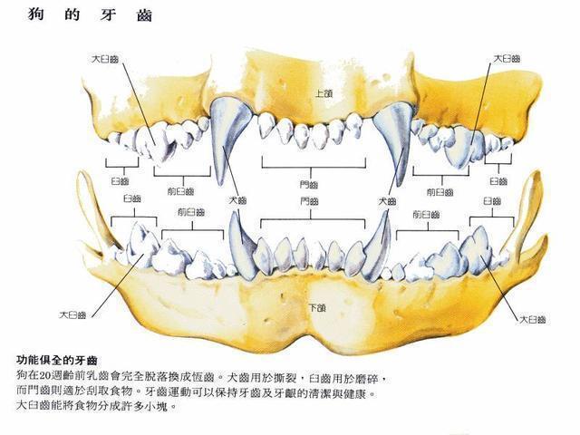 根据上面表格里每个阶段对应的牙齿情况,以及下面这个狗狗牙齿结构图