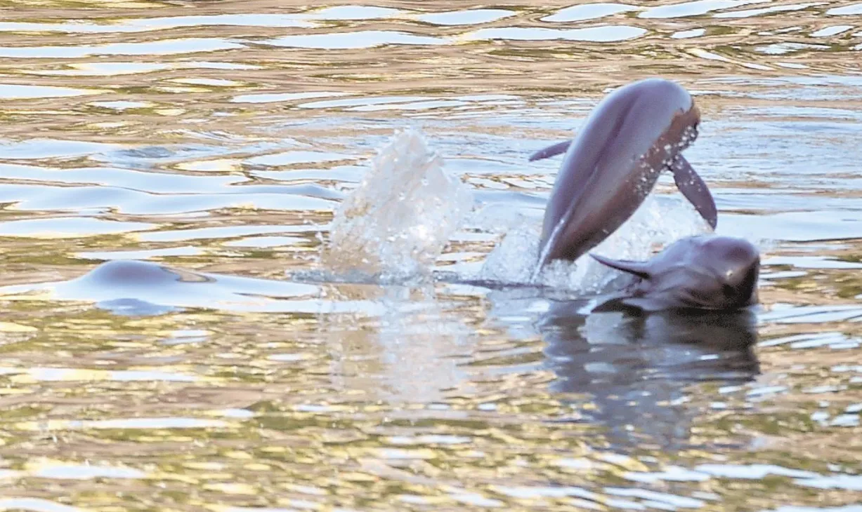 罕见长江江豚成群现身长江禁渔效果显著未来江豚会泛滥吗