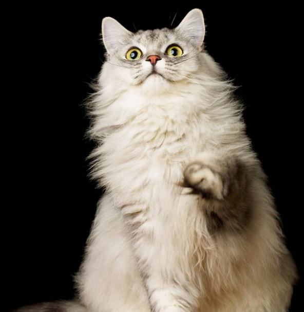 蒜瓣毛猫咪是营养比较好吗