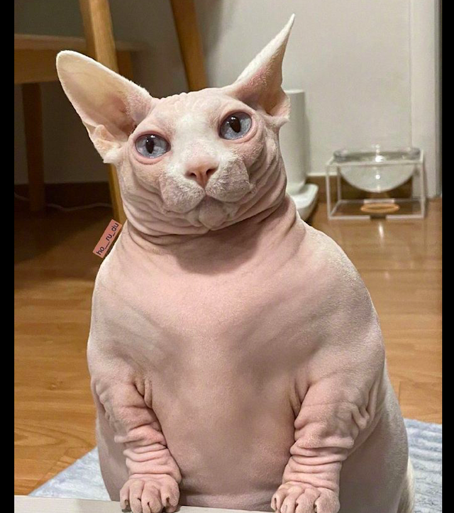 从猫咪的背影来看，还以为是一头小型的河马，这实在是太胖了吧！休闲区蓝鸢梦想 - Www.slyday.coM