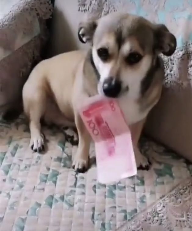 狗狗听说没钱买吃的，把主人私房钱都翻出来了，不够我再找找休闲区蓝鸢梦想 - Www.slyday.coM