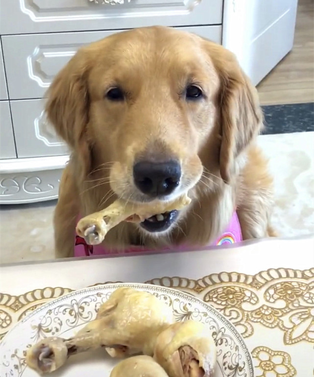 金毛为吃鸡腿也是拼了咬嘴唇卖萌讨吃又聪明又可爱