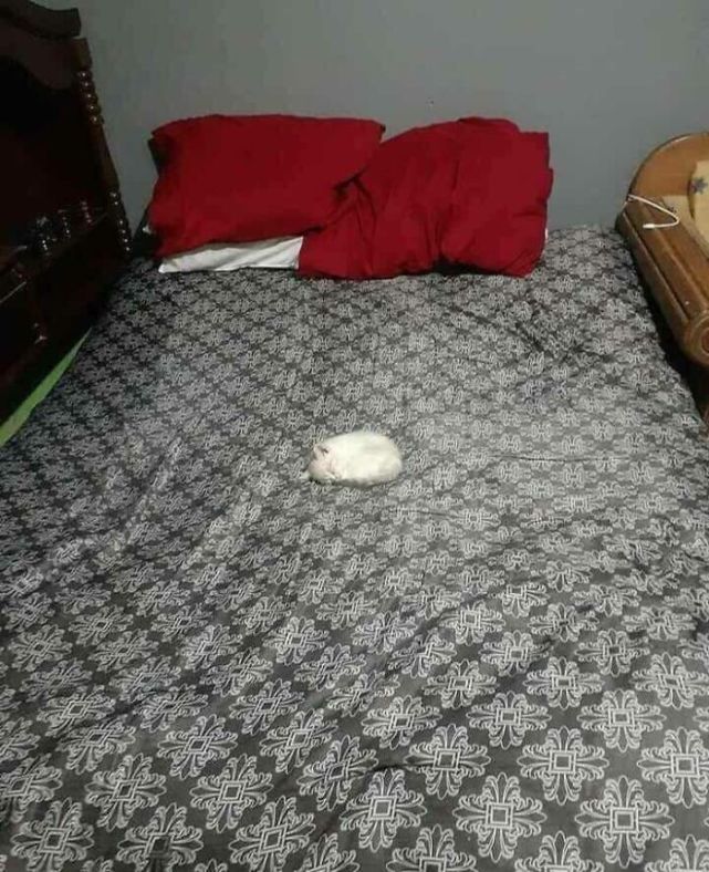 30张让人浑身发软的照片,图3这生物来自地球吗,抵抗力全无