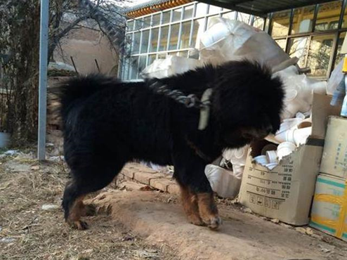 男子买回一只杂交藏獒养了几月后察觉不对劲知道真相乐坏了