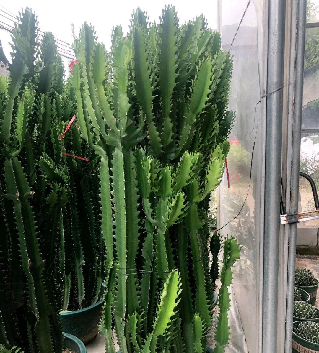 青葱翠绿的龙骨绿植外形是三棱柱的形状,很像脊椎骨的造型,枝条可以长