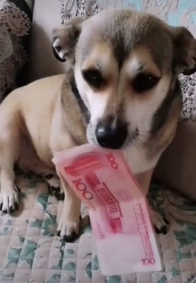 狗狗听说没钱买吃的，把主人私房钱都翻出来了，不够我再找找休闲区蓝鸢梦想 - Www.slyday.coM