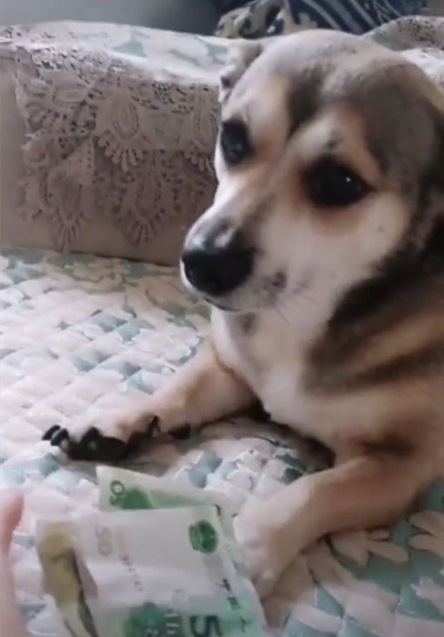 狗狗听说没钱买吃的，把主人私房钱都翻出来了，不够我再找找休闲区蓝鸢梦想 - Www.slyday.coM