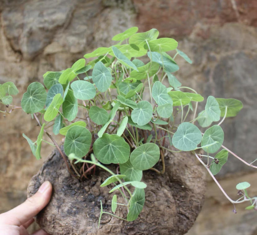 夏天温度太高阳台种棵山乌龟叶子爬满阳台遮阴又避阳