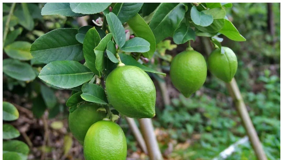 "|果园|柠檬|香水_新浪新闻