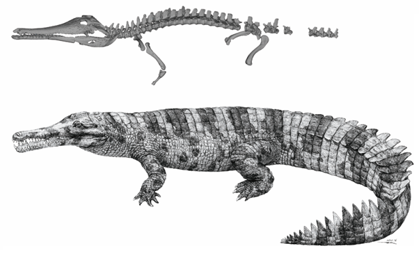 古生物学家发现史前鳄鱼新物种为何借用大文豪韩愈的名字