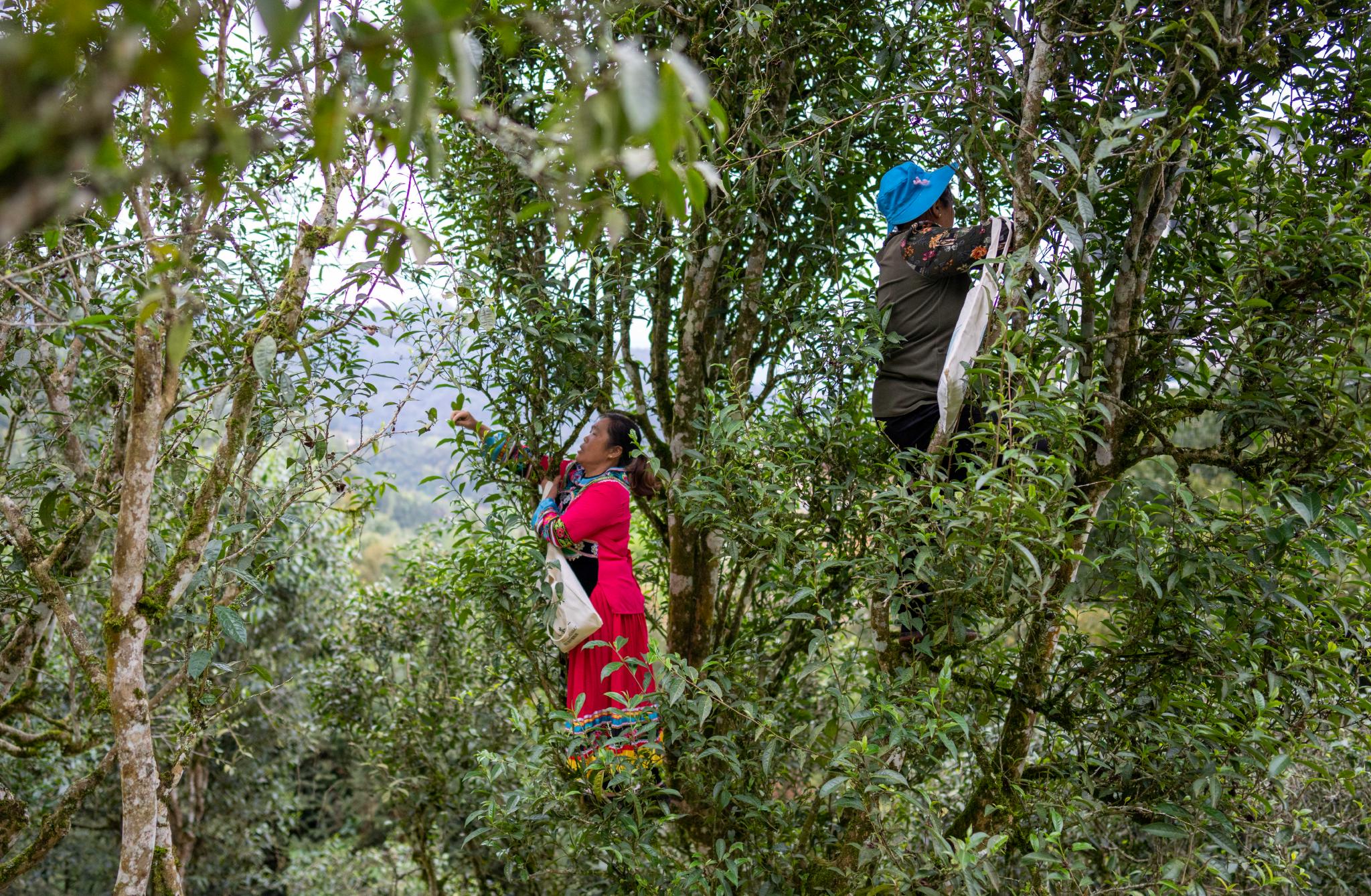 云南文山古树春茶开采