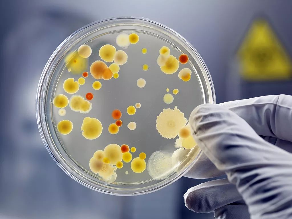 生物专家用培养皿画画，画成的细菌作品，色彩炸裂|生物技术|克拉丽|培养皿_新浪新闻