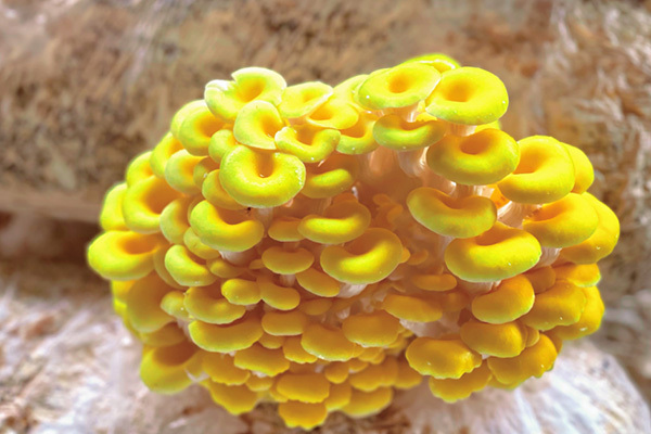 昆明晋宁小蘑菇撑起致富伞